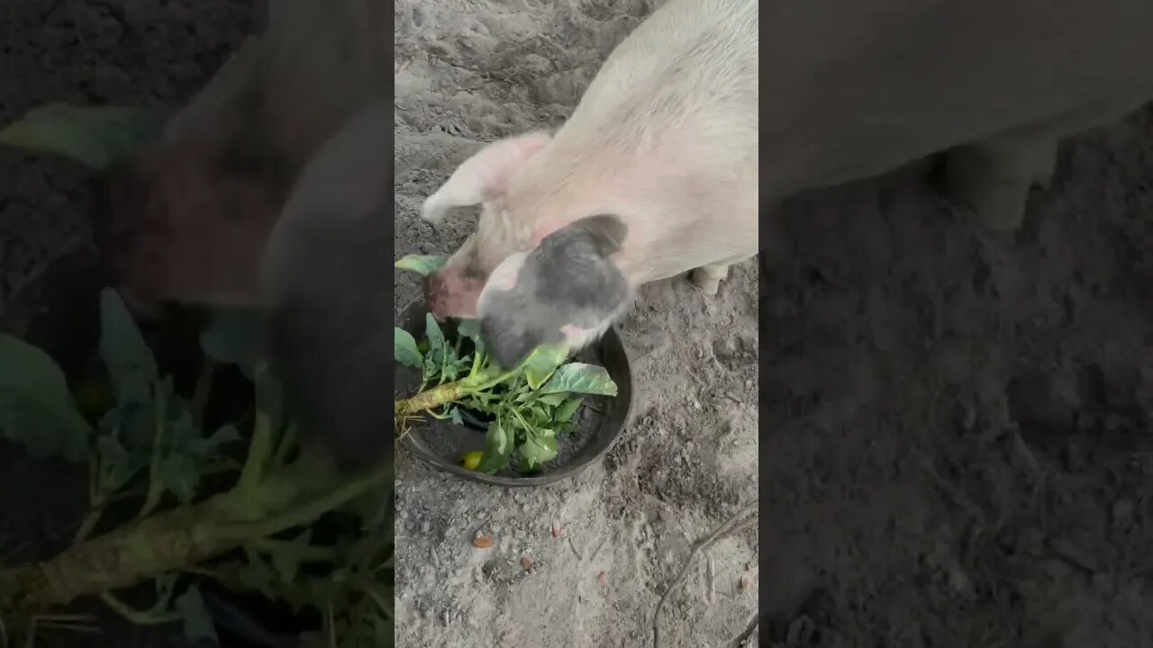 Pigs not a fan of the broccoli! #pigs #pig #hog #hogs #broccoli #shorts