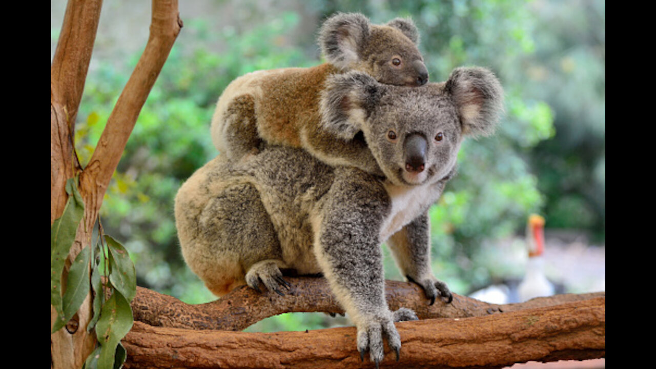 Top 10 Facts about Koalas 02