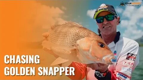 Golden Snapper a top class sports fish during the barra closure and beyond.