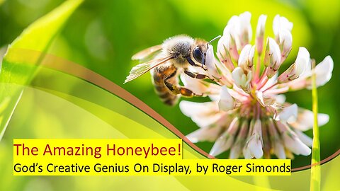 The Amazing Honeybee, part 1