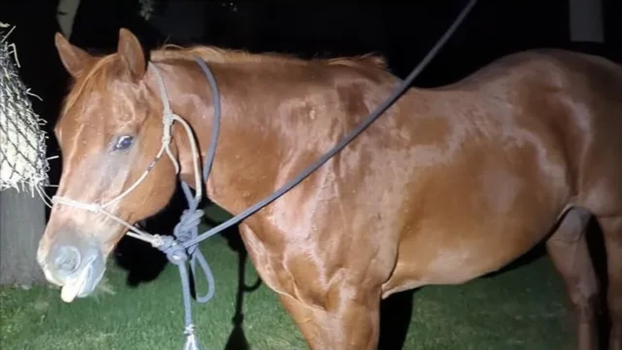 Sleeping Outside with muh Horse Again 😲🐴