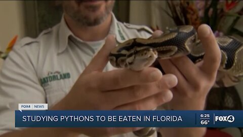 Consuming python