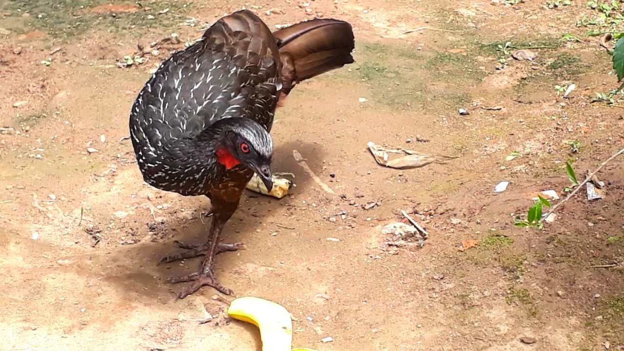 Jacu Aventureiro: Em Busca de Comida, Alegria e Diversão!