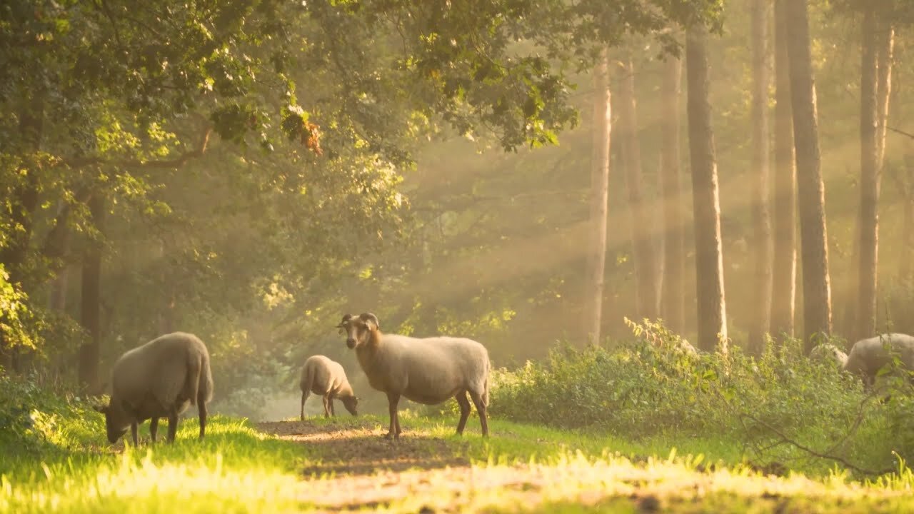 Morning, Sunrise, Nature, Drone