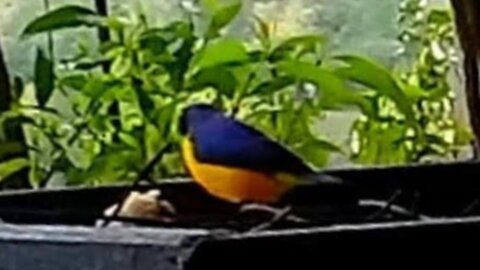 Tropical Bird Feeder at Breakfast