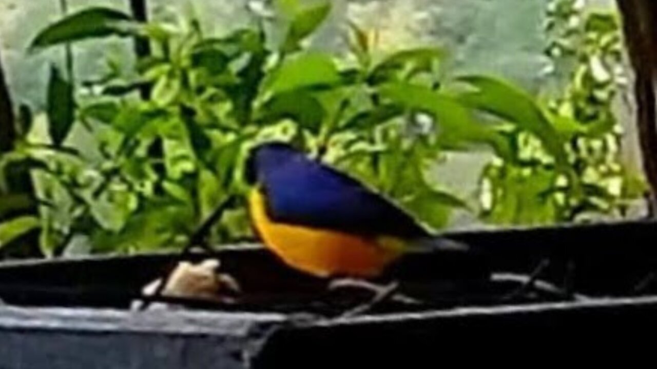 Tropical Bird Feeder at Breakfast