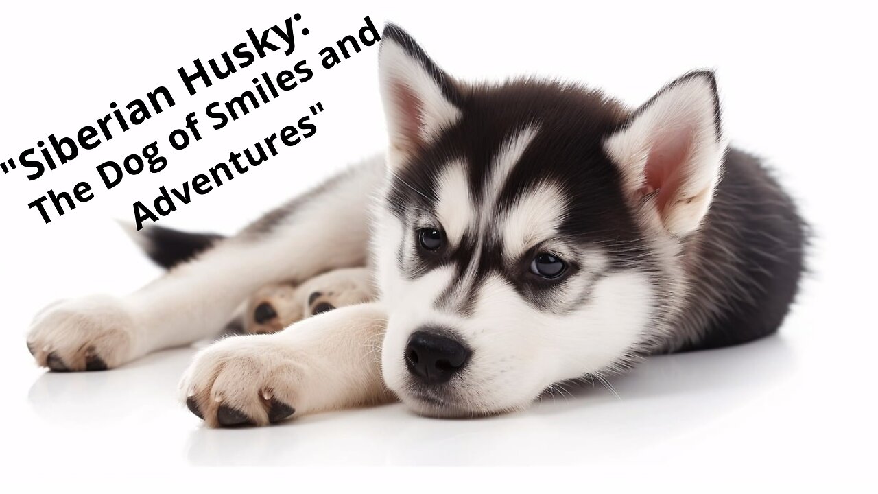 "Siberian Husky: The Dog of Smiles and Adventures"