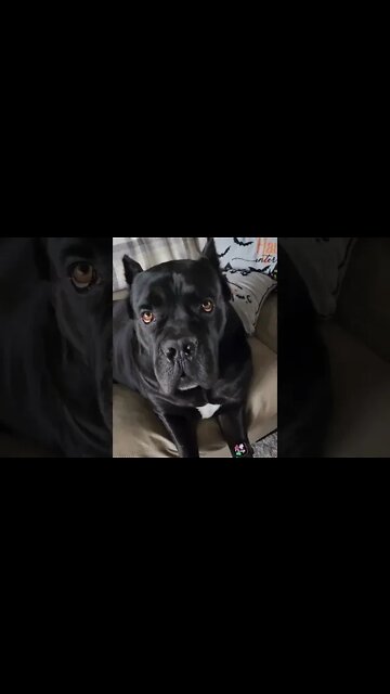 Fitbit For Dogs. How Many Steps Does Your Dog Get? #shorts #viral #pets