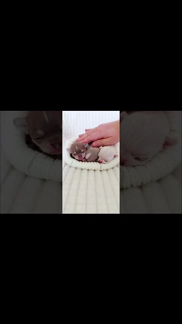 You Won't Believe What This Chihuahua Did!