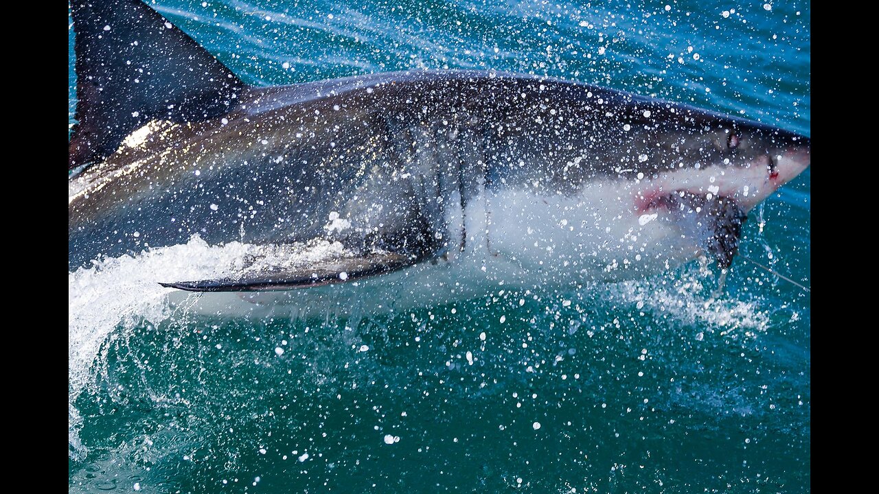 Fishing With Dynamite Leads to Fatal Shark Attack