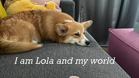 I am Lola - corgi and my world