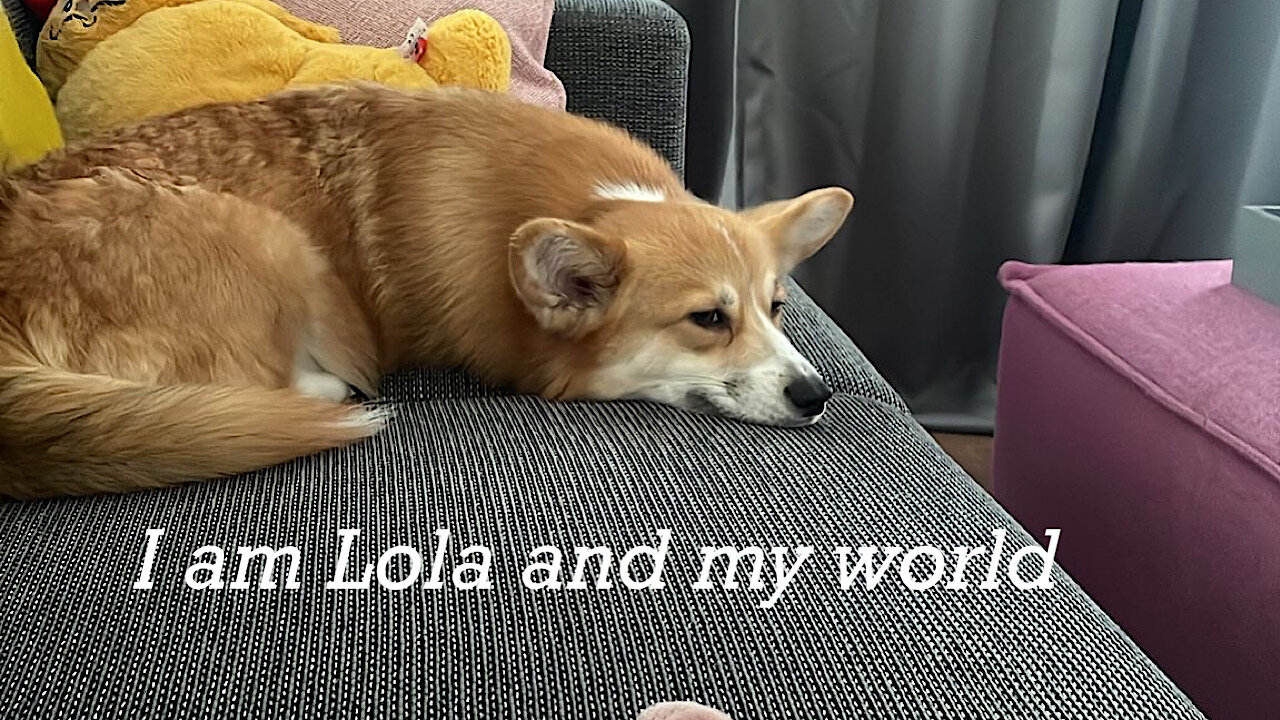 I am Lola - corgi and my world