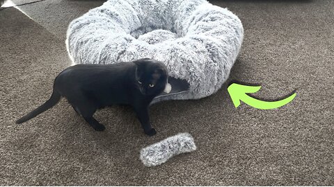 My Cats LOVE this Cat Tunnel Bed!