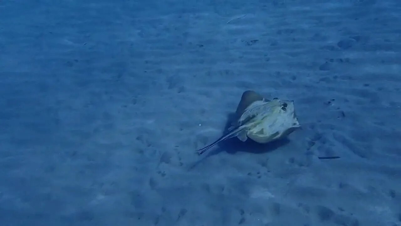 Rough tail stingray (Bathytoshia centroura) at Limassol Cyprus