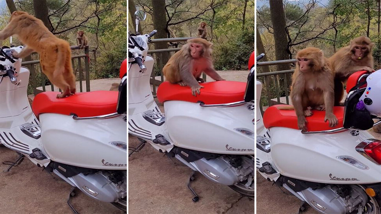 Monkeys compete on motorcycles at the zoo