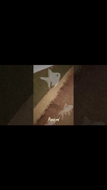 David SweetLow Los Tres Peces De Mi Padre #shorts