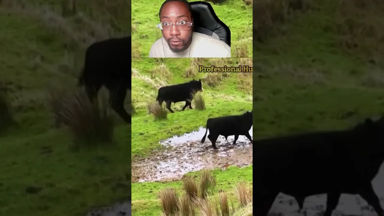 THESE COWS HAVE NO WAY OUT!!!😵‍💫