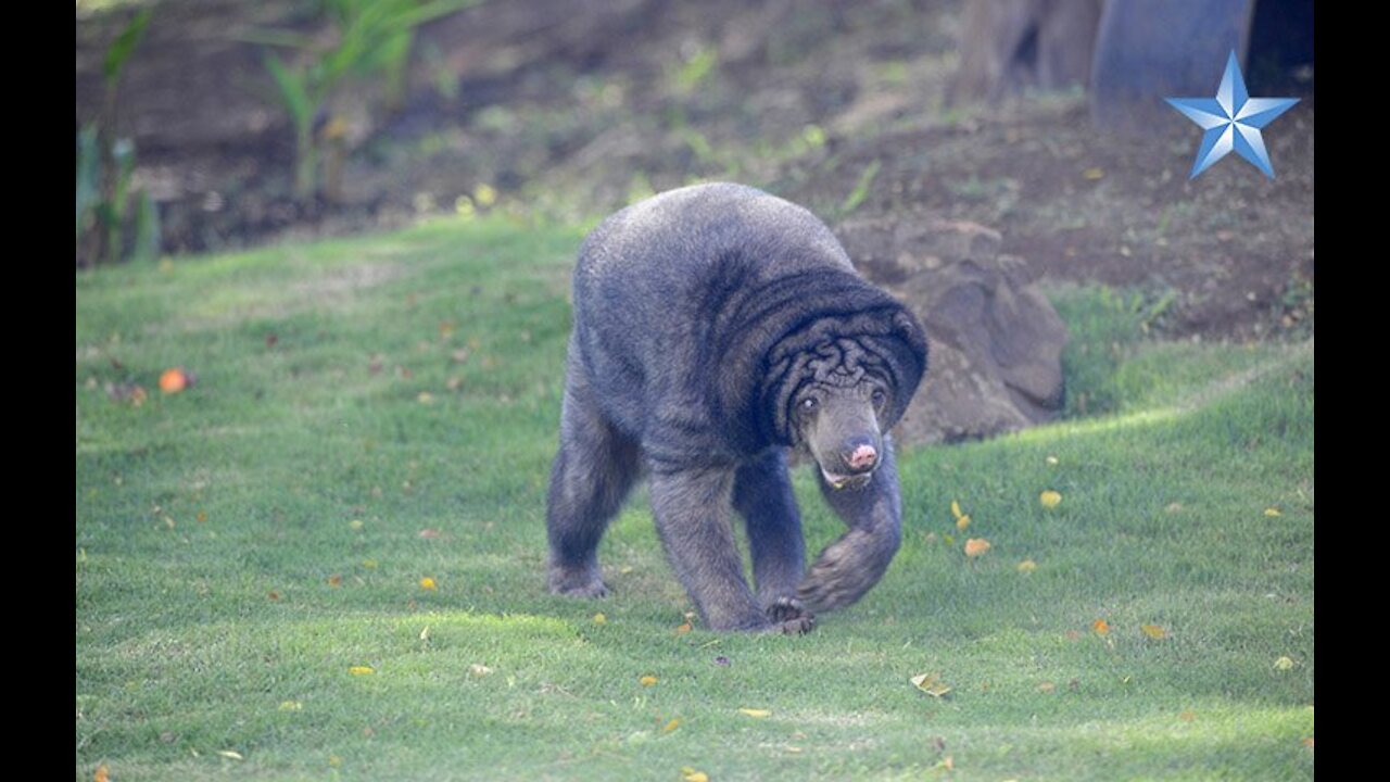 Honolulu Zoo reopens Malay sun bear exhibit