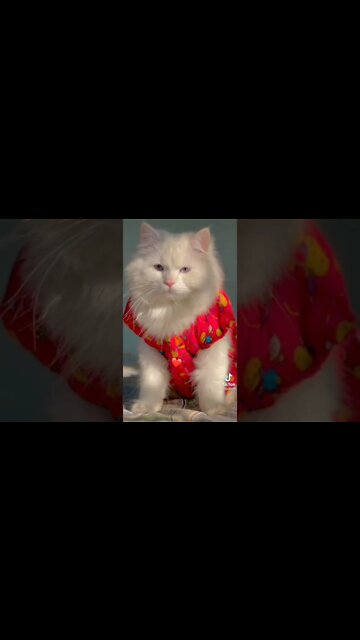 #cats #shorts #youtubeshorts #shorts #funnycats