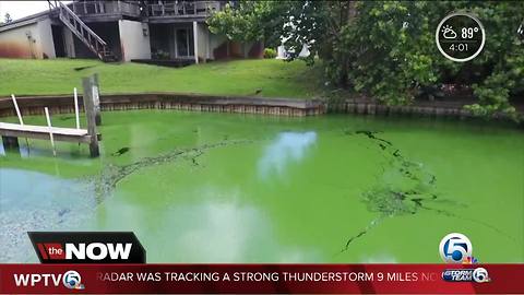 Algae tested from a Stuart, Florida marina - results are 10 times more toxic than what's considered safe