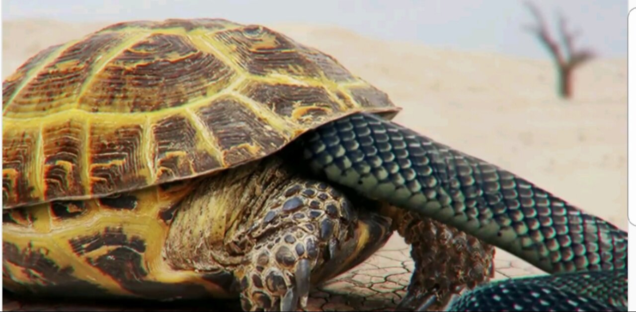 This is how turtles defend themselves from a snake