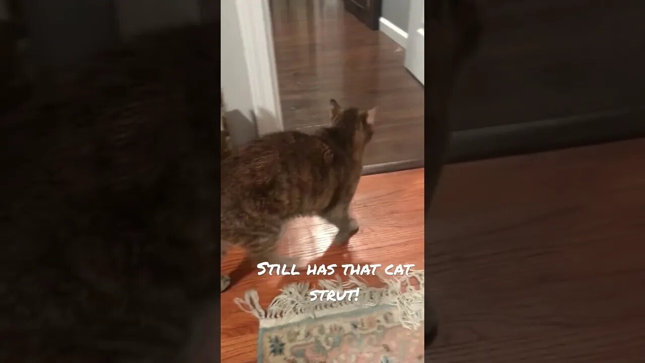 15 year old catitude!