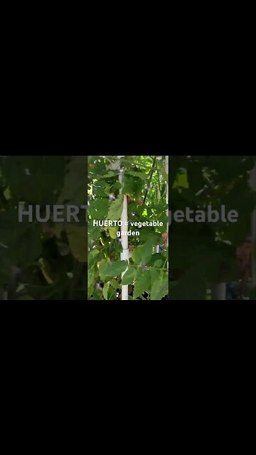 HUERTO vegetable garden in Spanish