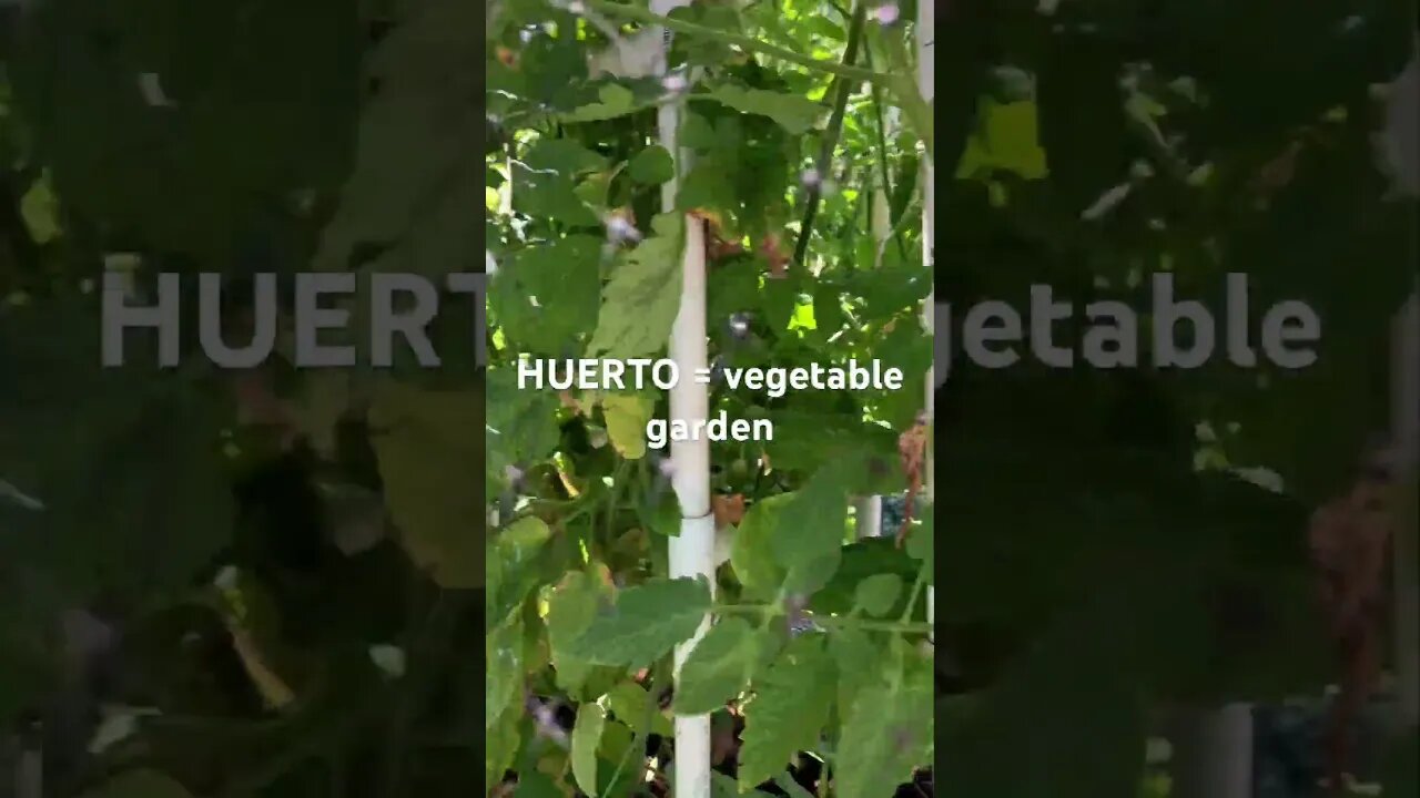 HUERTO vegetable garden in Spanish