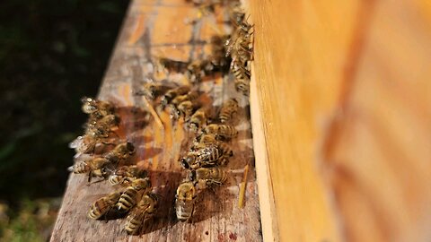 Honey Bees Love Honey!