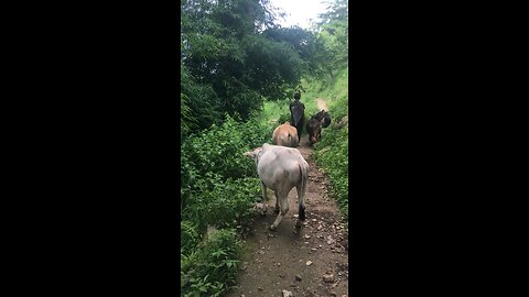 Mountain village life in india