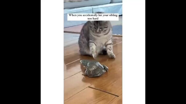 Frog 🐸 and cat friendship 🙏🙏🙏 follow me