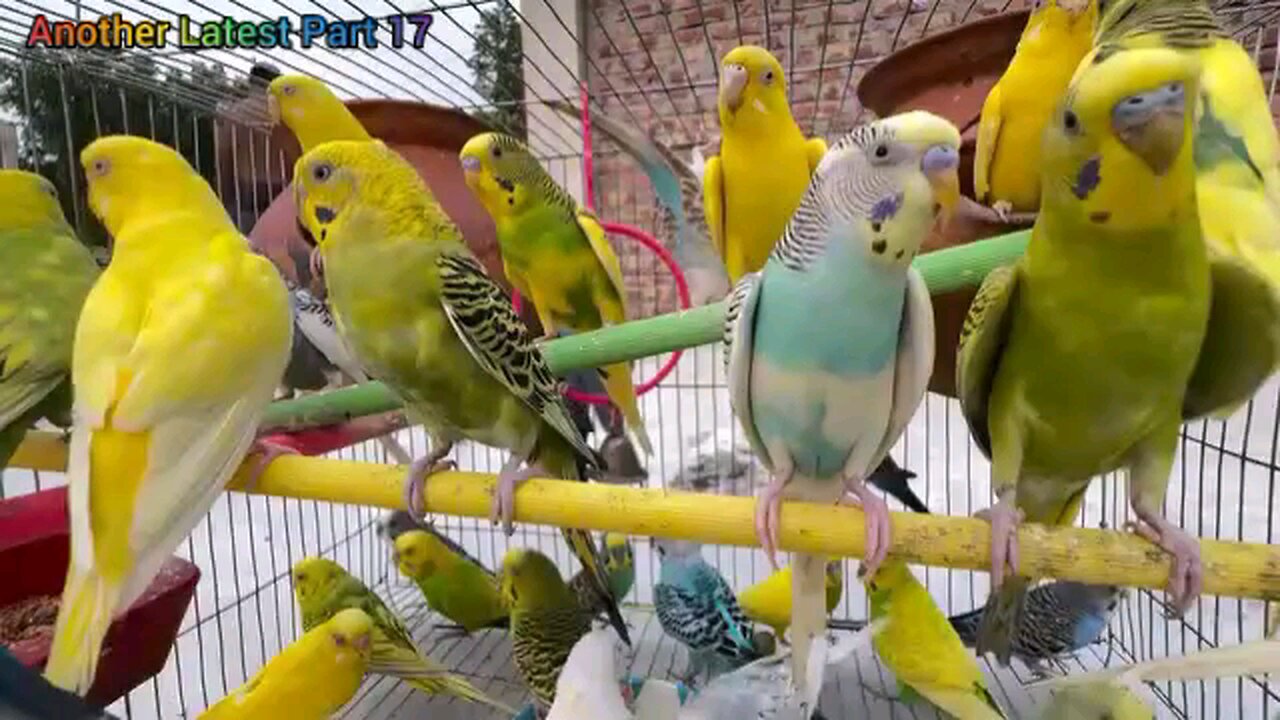 Birds Morning Sounds For Relaxing Part17