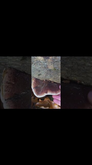 The Most Underrated Wild Mushroom!