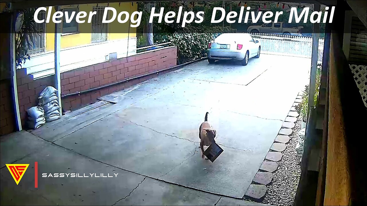 Clever Dog Helps Deliver Mail Caught on Wyze Camera | Doorbell Camera Video