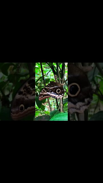 Life Cycle of Giant Blue Morpho Butterfly