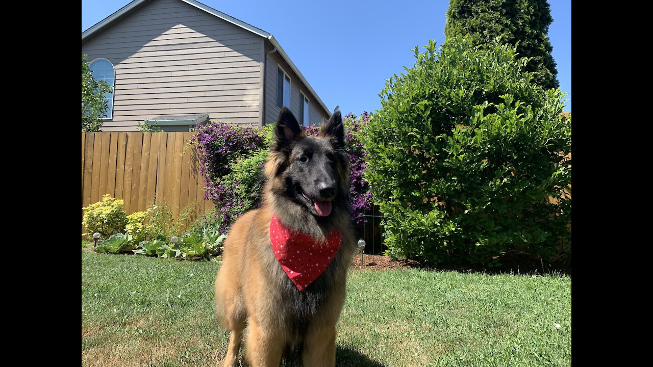 Fred Belgian Tervuren in Training