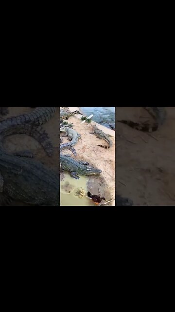 Cruel Anaconda Unique Hunting Skill & Technique.