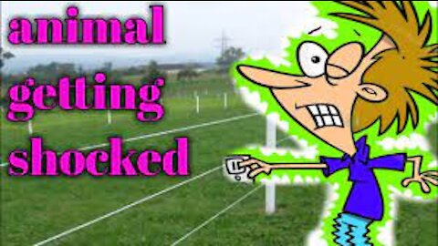 Animals Getting Shocked with Funny Sound Effects!! :(