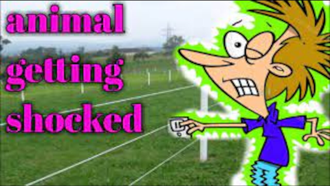 Animals Getting Shocked with Funny Sound Effects!! :(