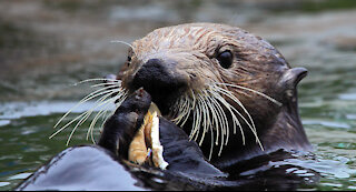 Otter and its afternoon swim