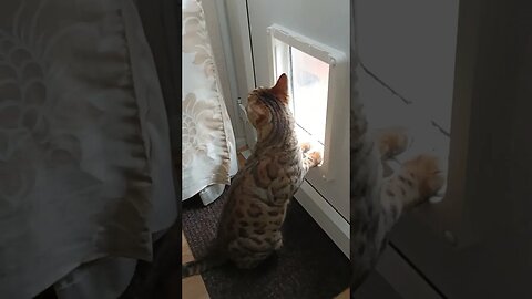 Nosy neighbour cat