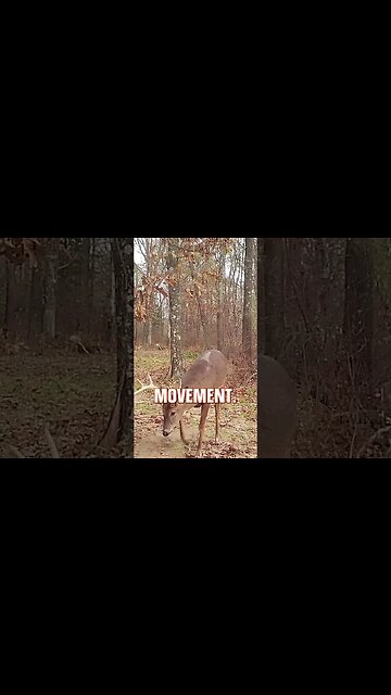 We are at the end of peak scrape season! 🦌🌿 #deer #deerhunting #deermanagement