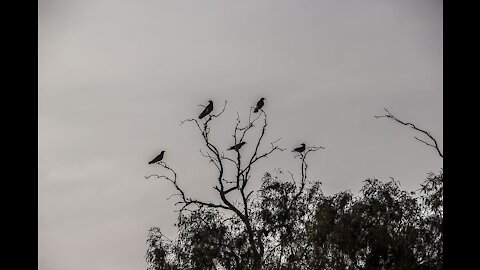 A Creepy Crow has taken Flight!