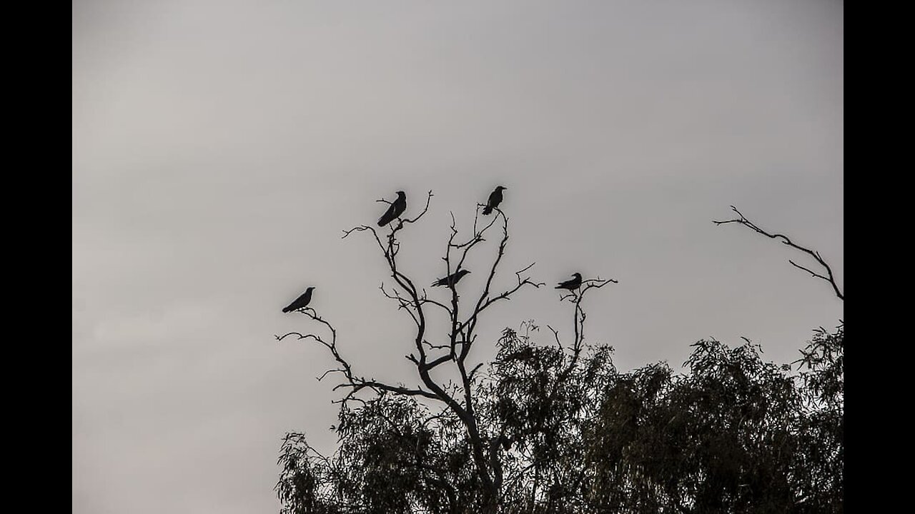 A Creepy Crow has taken Flight!