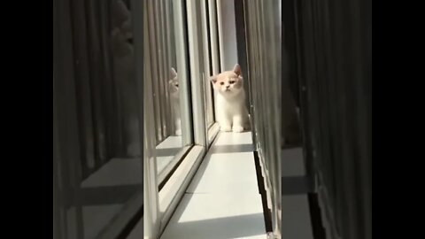 Baby cats, funny and cute cat video Aww animals