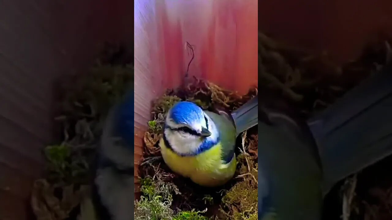 Drowsy Blue Tit with Lazy Eye Tries to Stay Awake & Yawns