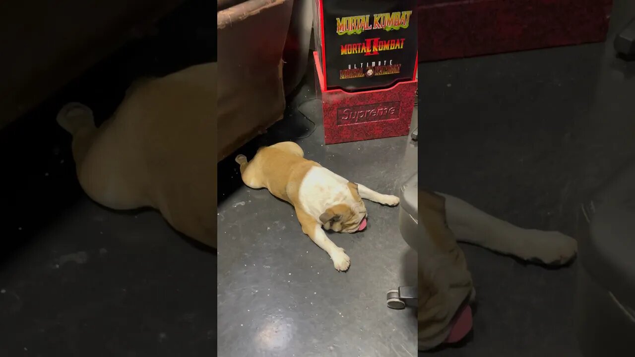 After a Long Day 🥱 #dogsofyoutube