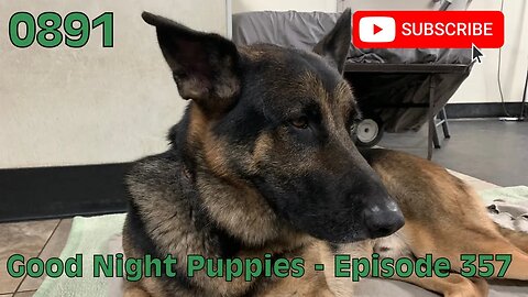 [0891] GOOD NIGHT PUPPIES - EPISODE 357 [#dogs #doggos #doggos #puppies #dogdaycare]