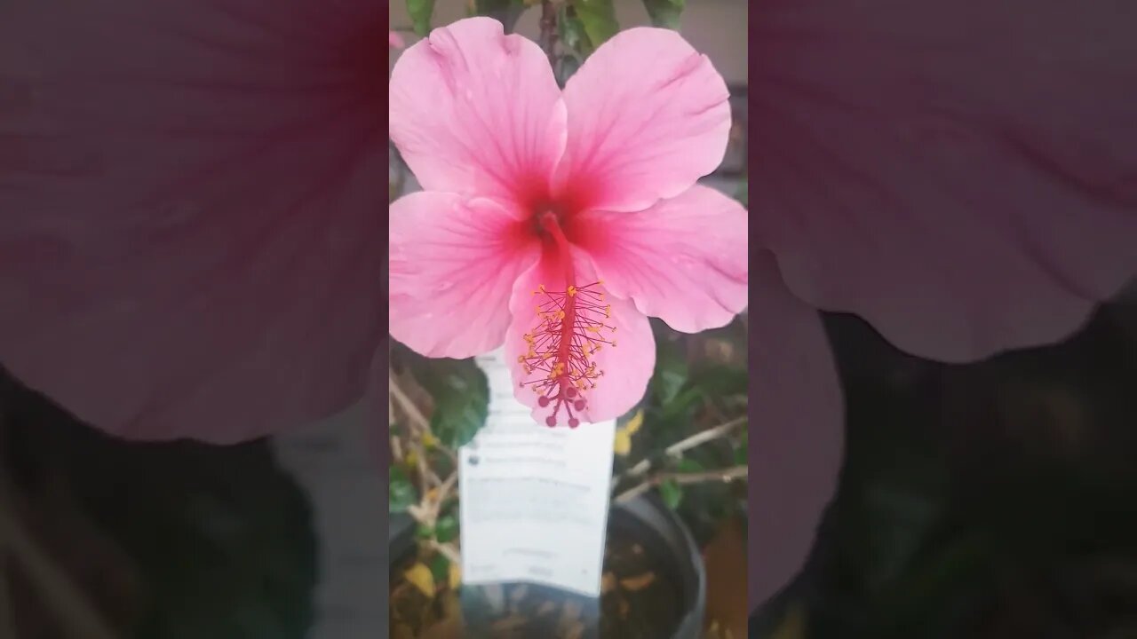Hibiscus 🌺