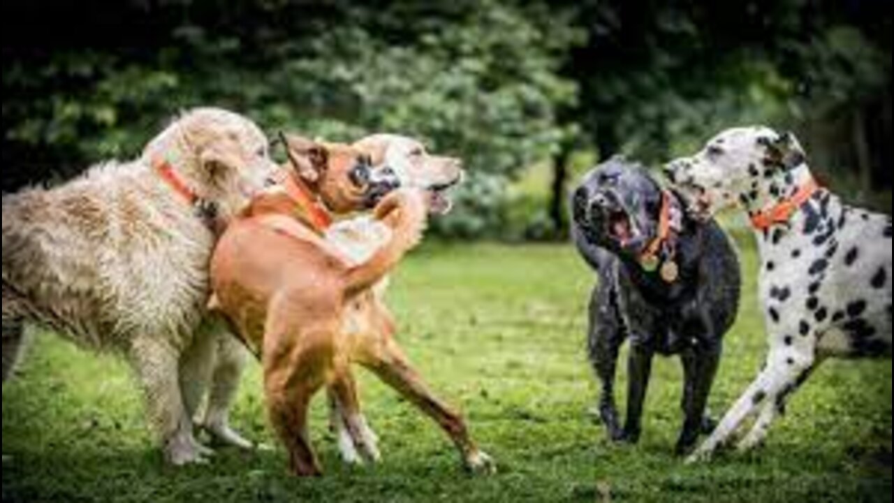 Understanding Dog Dominance: Stopping the Alpha Dog